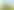Zwei große Hasenohren ragen aus einem Feld grünen Grases unter einem klaren blauen Himmel hervor.